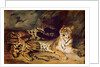 Young tiger playing with his mother, 1830 by Ferdinand Victor Eugene Delacroix