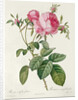 Thory, les Roses, Rosa Centifolia Foliaca by Eustache Hyacinthe Langlois
