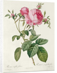 Thory, les Roses, Rosa Centifolia Foliaca by Eustache Hyacinthe Langlois