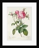Thory, les Roses, Rosa Centifolia Foliaca by Eustache Hyacinthe Langlois