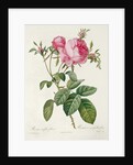 Thory, les Roses, Rosa Centifolia Foliaca by Eustache Hyacinthe Langlois