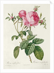 Thory, les Roses, Rosa Centifolia Foliaca by Eustache Hyacinthe Langlois
