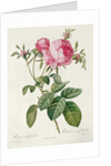 Thory, les Roses, Rosa Centifolia Foliaca by Eustache Hyacinthe Langlois