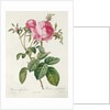 Thory, les Roses, Rosa Centifolia Foliaca by Eustache Hyacinthe Langlois