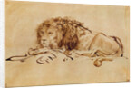 Lion Resting by Rembrandt Harmensz. van Rijn