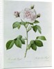 Claude-Antoine Thory 'Les roses'. Illustration: rosa alba regalis by Pierre Joseph Redouté