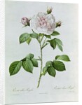 Claude-Antoine Thory 'Les roses'. Illustration: rosa alba regalis by Pierre Joseph Redouté