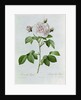 Claude-Antoine Thory 'Les roses'. Illustration: rosa alba regalis by Pierre Joseph Redouté