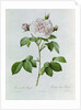 Claude-Antoine Thory 'Les roses'. Illustration: rosa alba regalis by Pierre Joseph Redouté