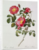Les Roses de Thory. Rosa Pumilia by Pierre Joseph Redouté