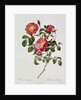 Les Roses de Thory. Rosa Pumilia by Pierre Joseph Redouté