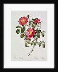 Les Roses de Thory. Rosa Pumilia by Pierre Joseph Redouté