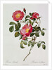 Les Roses de Thory. Rosa Pumilia by Pierre Joseph Redouté