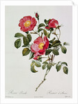 Les Roses de Thory. Rosa Pumilia by Pierre Joseph Redouté