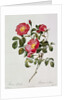 Les Roses de Thory. Rosa Pumilia by Pierre Joseph Redouté