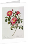 Les Roses de Thory. Rosa Pumilia by Pierre Joseph Redouté