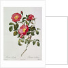 Les Roses de Thory. Rosa Pumilia by Pierre Joseph Redouté