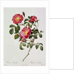 Les Roses de Thory. Rosa Pumilia by Pierre Joseph Redouté