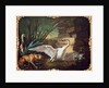 Dog and Swans by Jean-Baptiste Oudry