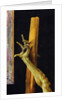 The Isenheim Altarpiece, closed, c.1512-16 by Matthias Grunewald