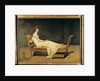 Madame Recamier, 1800 by Jacques Louis David