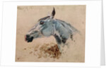 White Horse 'Gazelle', 1881 by Henri de Toulouse-Lautrec