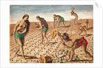Brevis Narratio, Culture and Sowing Seeds, 1563 by Theodor de Bry
