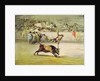 The Agility and Audacity of Juanito Apinani at the Madrid Arena by Francisco (after) Goya y Lucientes