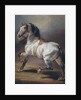 A Study of a Horse by Theodore Gericault