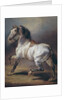 A Study of a Horse by Theodore Gericault