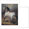 A Study of a Horse by Theodore Gericault