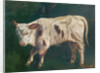 A Calf by Gustave Courbet