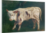 A Calf by Gustave Courbet