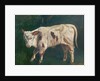 A Calf by Gustave Courbet