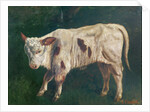 A Calf by Gustave Courbet