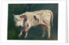 A Calf by Gustave Courbet