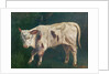 A Calf by Gustave Courbet