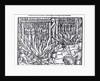 The Picture of the Hanging and Burning of Diverse Persons Counted for Lollards, in the First Year of the Reign of King Henry V by English School