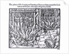 The Picture of the Hanging and Burning of Diverse Persons Counted for Lollards, in the First Year of the Reign of King Henry V by English School