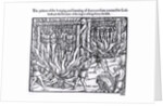 The Picture of the Hanging and Burning of Diverse Persons Counted for Lollards, in the First Year of the Reign of King Henry V by English School