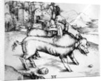 Monstrous Pig by Albrecht Dürer or Duerer