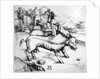 Monstrous Pig by Albrecht Dürer or Duerer