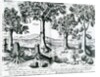 Tropical Fruit trees, 1596 by Johannes Baptista van the Younger Doetechum