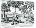 Tropical Fruit trees, 1596 by Johannes Baptista van the Younger Doetechum