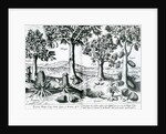 Tropical Fruit trees, 1596 by Johannes Baptista van the Younger Doetechum