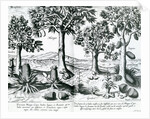 Tropical Fruit trees, 1596 by Johannes Baptista van the Younger Doetechum