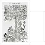 Nana fuit, medicinal plant by French School