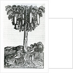 Tree harvest by French School