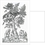 Breadfruit harvest by French School