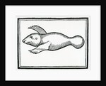 A Fish called 'Manati' by Christopher Columbus